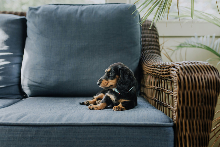 Auszeit im Wellnesshotel mit Hund in Südtirol Auszeit im Wellnesshotel mit Hund in Südtirol
