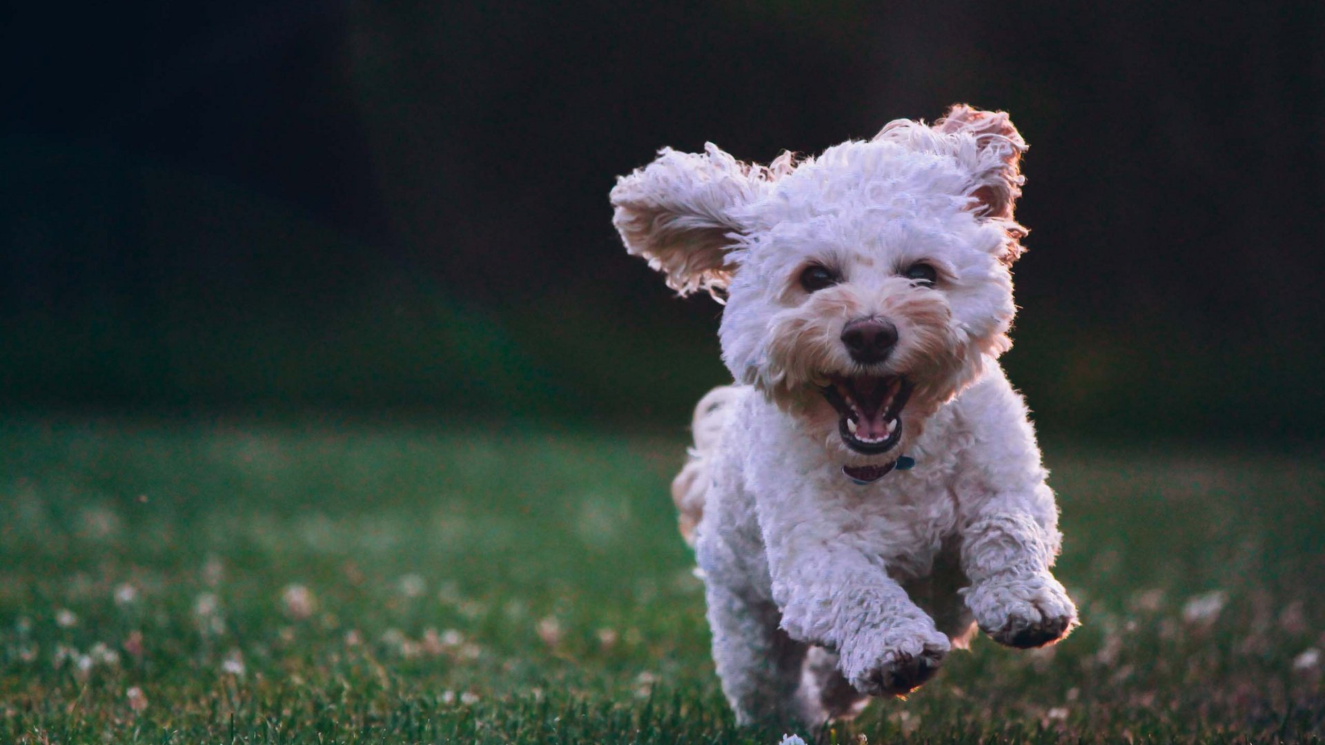 Auszeit im Wellnesshotel mit Hund in Südtirol