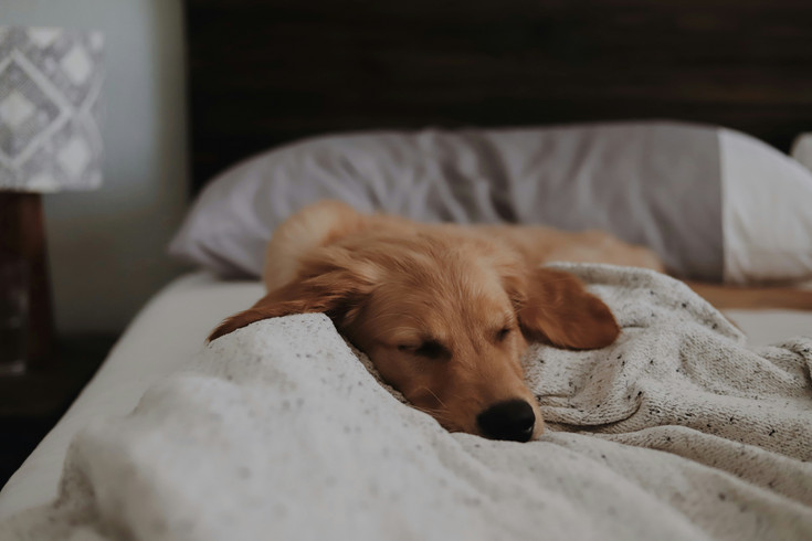 Auszeit im Wellnesshotel mit Hund in Südtirol Auszeit im Wellnesshotel mit Hund in Südtirol