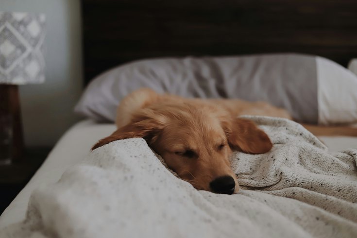 Auszeit im Wellnesshotel mit Hund in Südtirol